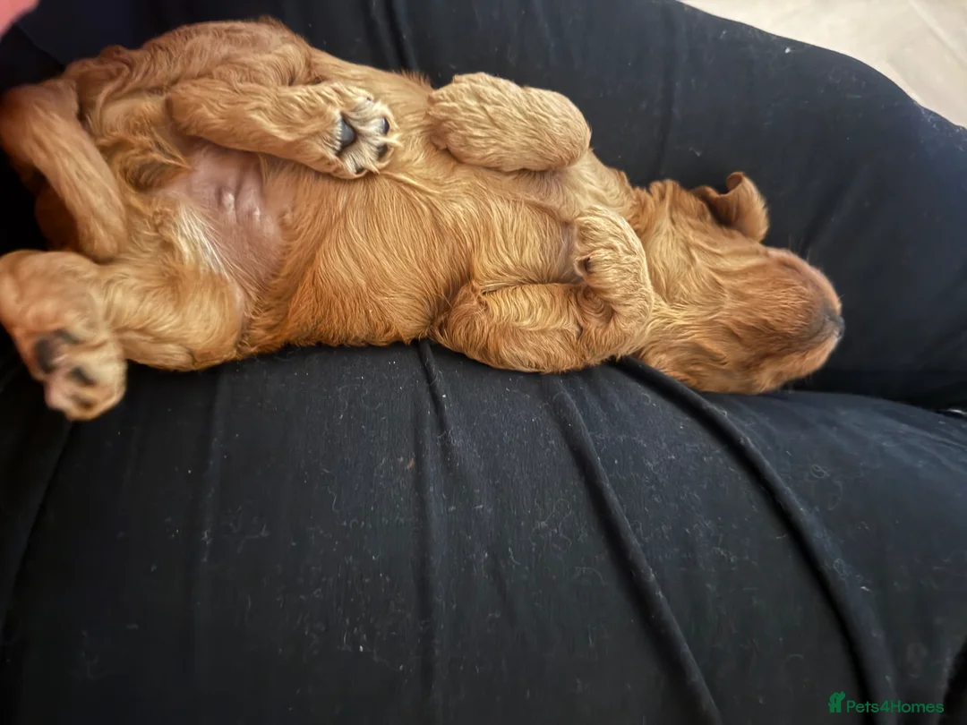 Cockapoo dogs for sale: Beautiful Home-Raised cockapoo Puppies –  in Paisley - Advert 13