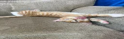 Mixed Breed cats for sale: 5 Gorgeous Kittens in Halifax - Advert 4