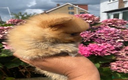Pomeranian dogs for sale: Beautiful Russian bloodline Pomeranian puppies - Image 28