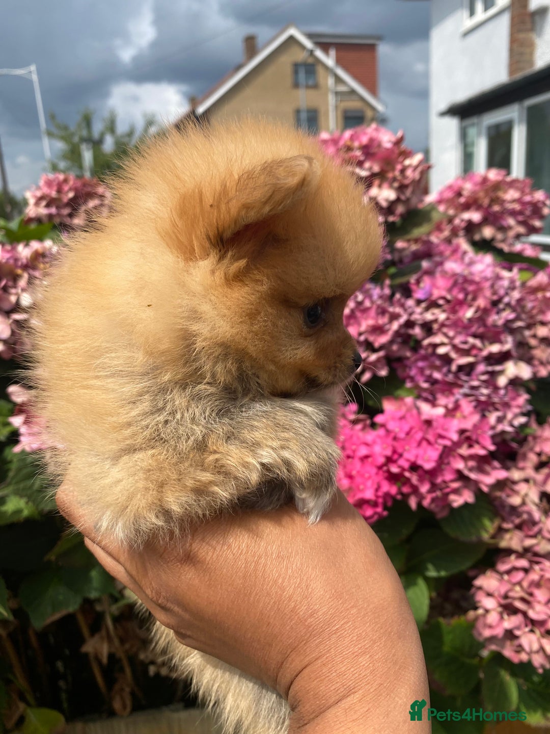 Pomeranian dogs for sale: Beautiful Russian bloodline Pomeranian puppies - Image 28