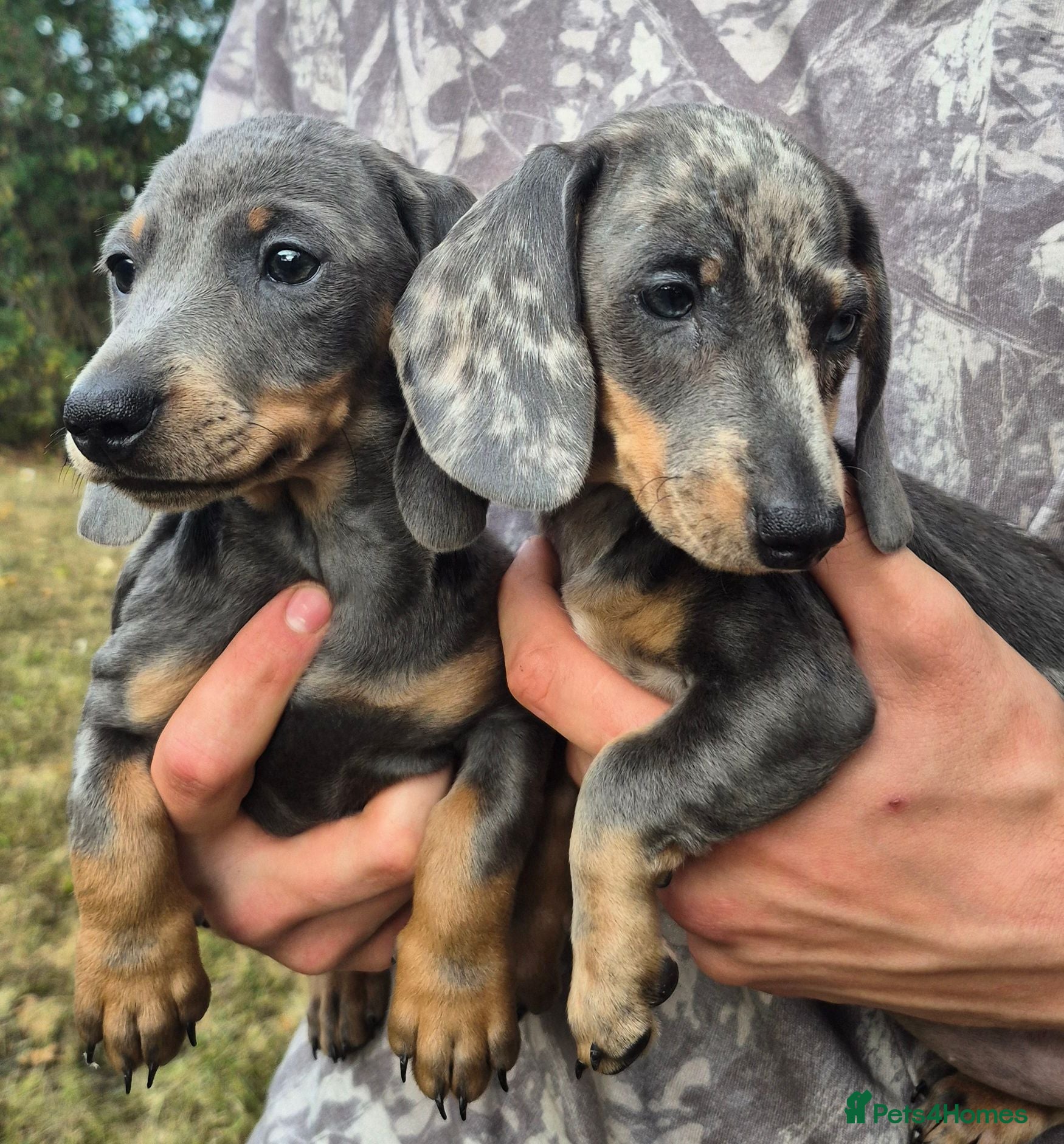 Dachshund dogs Dachund puppies - Advert 9