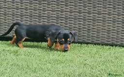 Mixed Breed dogs for sale: Jack russell x mini dachshund  - Image 3