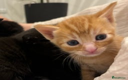 Mixed Breed cats for sale: Beautiful Mixed Kittens (Ginger/Tortie/Black) - Image 2