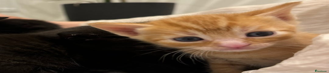 Kitten 1 - Ginger Male
