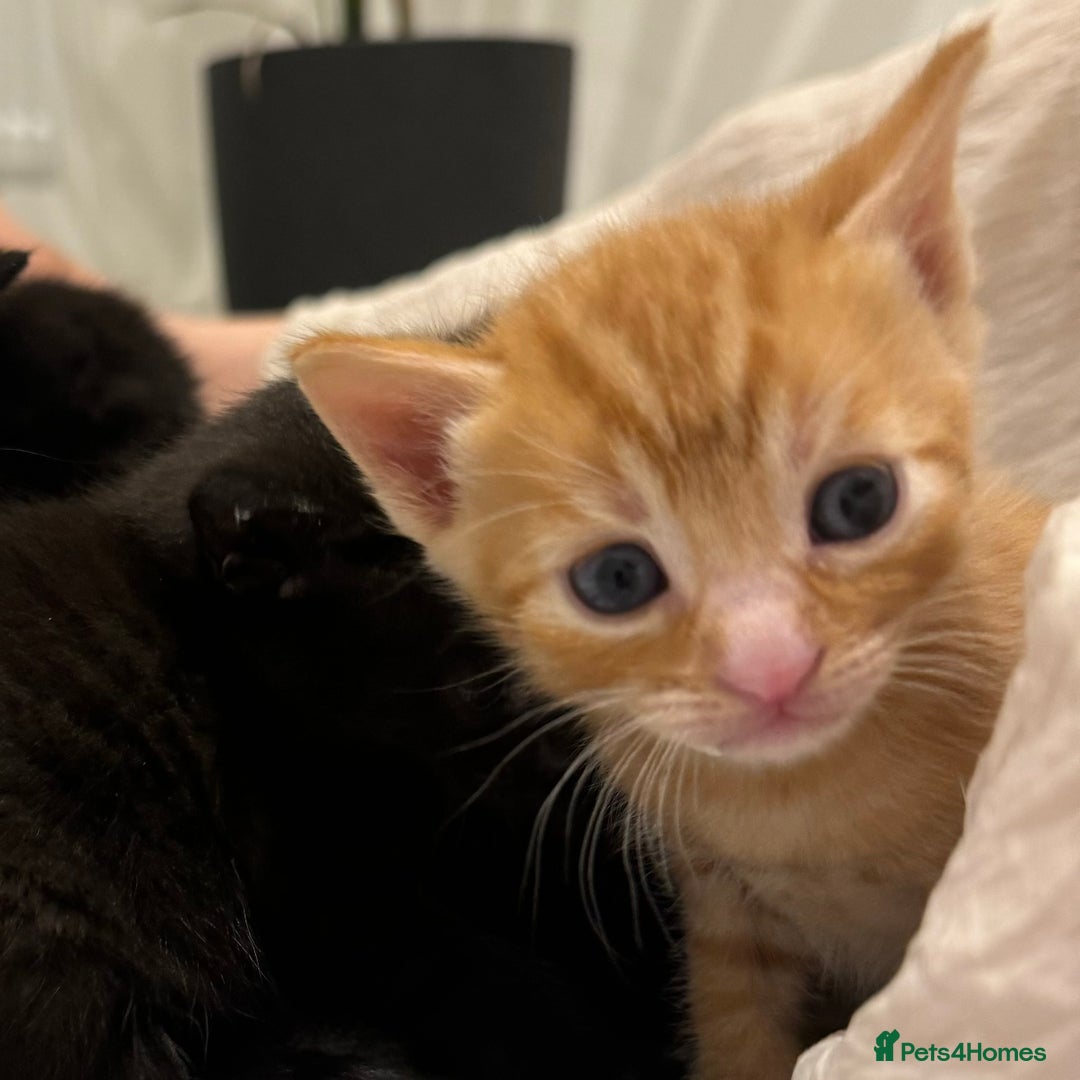 Mixed Breed cats for sale: Beautiful Mixed Kittens (Ginger/Tortie/Black) - Image 2