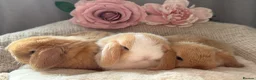Mini Lop rabbits for sale: Mini lops - Advert 2
