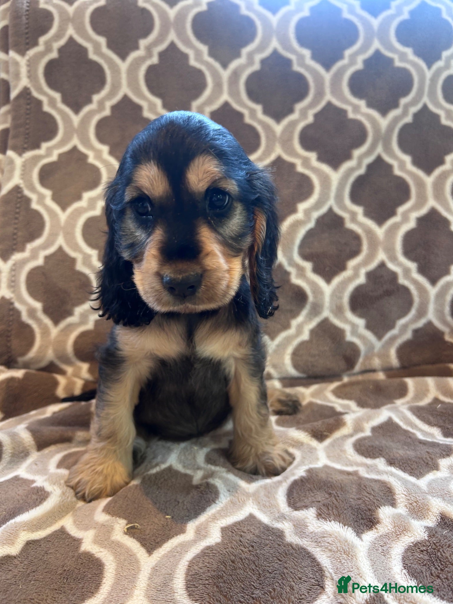 Cocker Spaniel dogs Kc reg health tested show cocker spaniels  - Advert 2