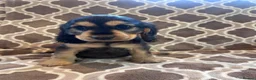 Cocker Spaniel dogs for sale: Kc reg health tested show cocker spaniels  - Advert 29