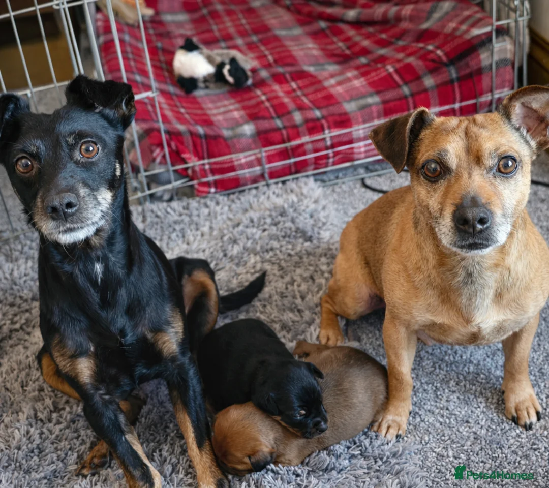 Patterjack dogs for sale: Beautiful patterjack puppies - Advert 2