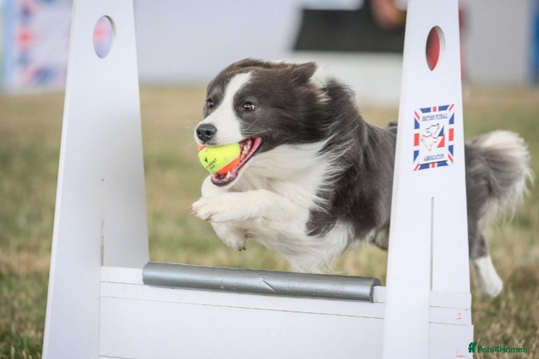 Border Collie dogs for stud: *PROVEN* Blue and White Border Collie Stud in Stoke-on-Trent - Image 10