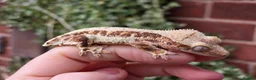 Gecko reptiles for sale: Various crested geckos  - Advert 2