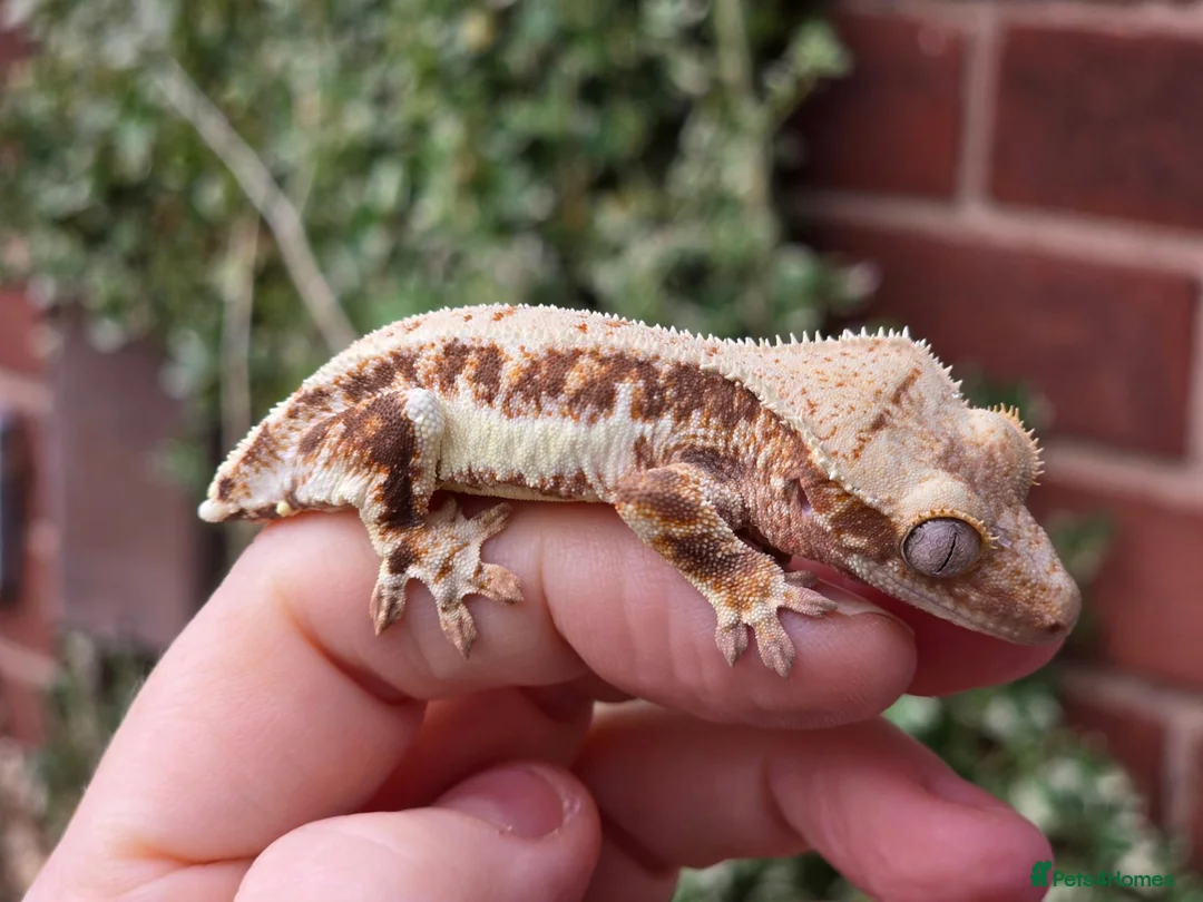 Gecko reptiles for sale: Various crested geckos  - Advert 2