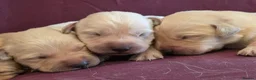 Goldador dogs for sale: Gorgeous KC Line Goldador Puppies 🐾  - Advert 17