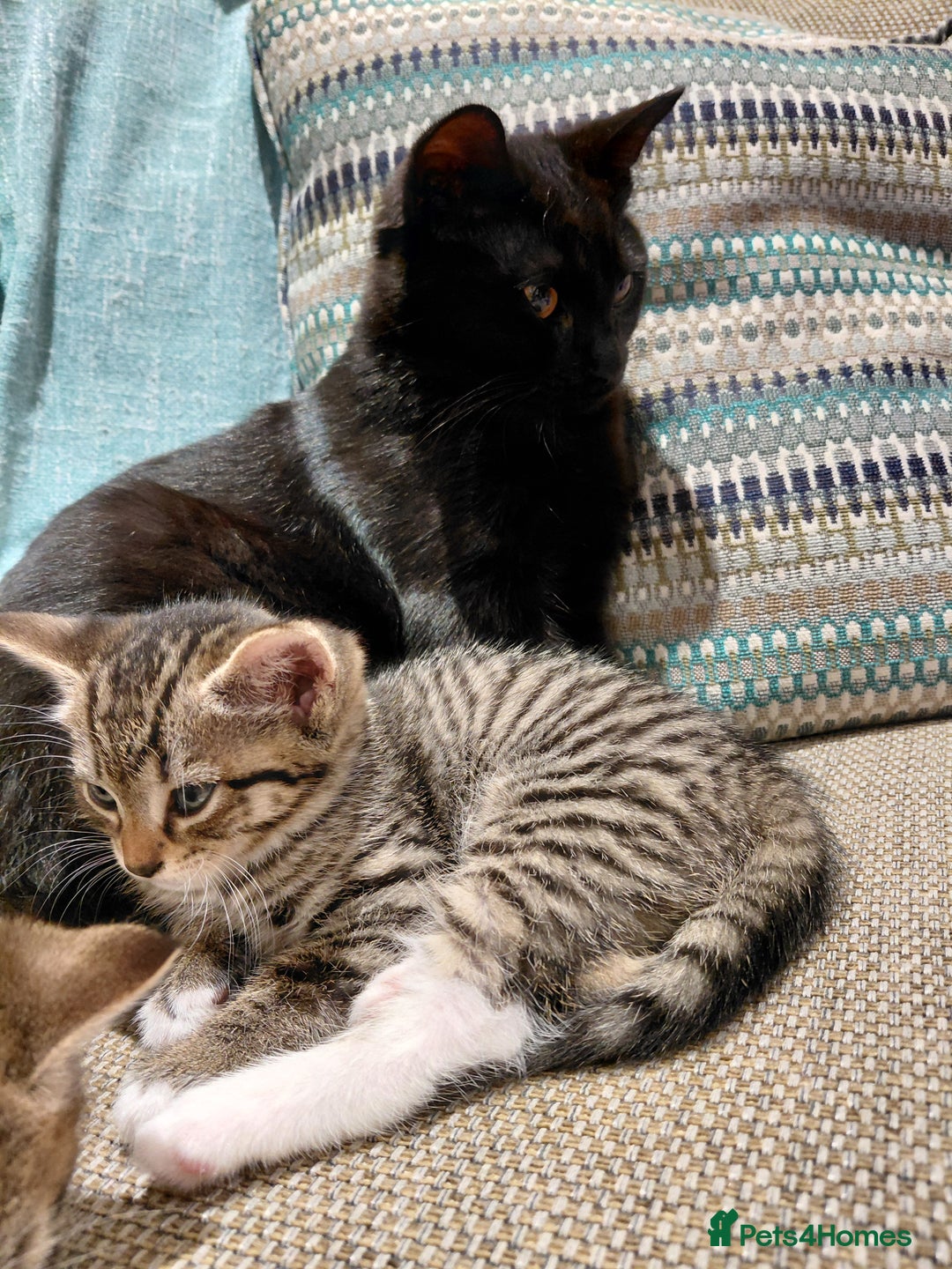 Maine Coon cats for sale: Half Maine Coon - Advert 8