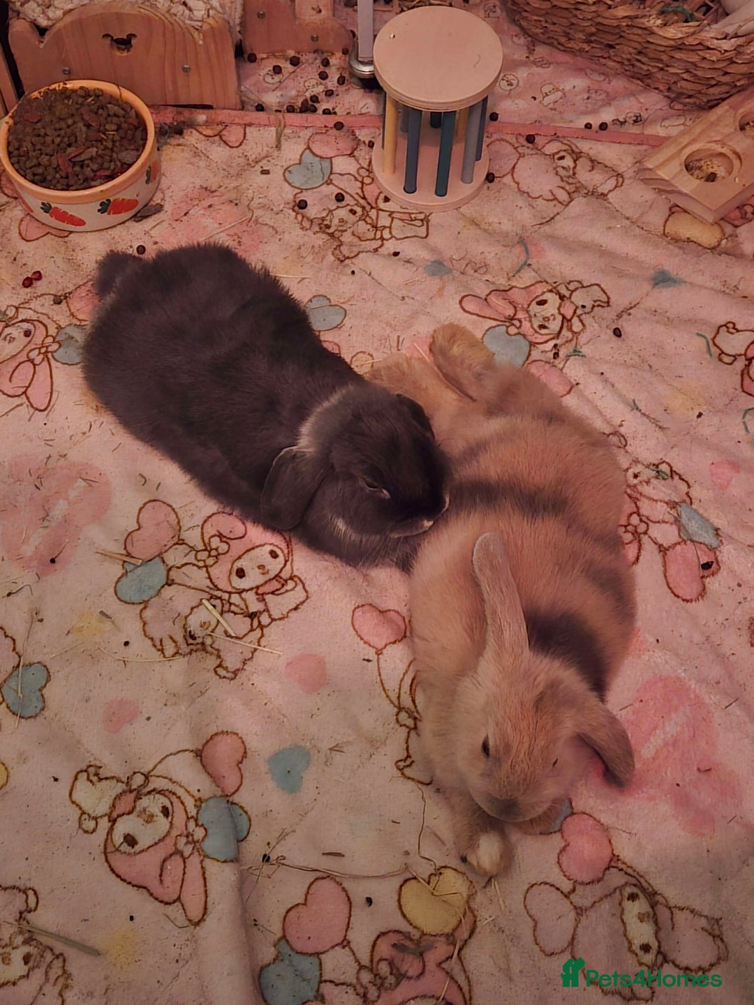 English Lop rabbits for sale: english lop rabbit - Advert 4