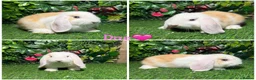 Mini Lop rabbits for sale: Pure breed mini lop male and female  - Advert 3