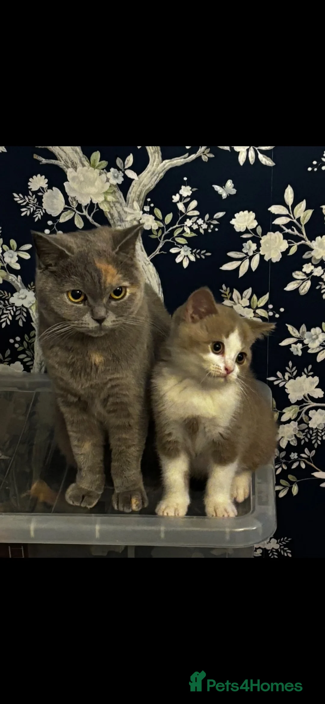 British Shorthair cats for sale: Unique GCCF British Shorthair kittens in Middlesbrough - Advert 1