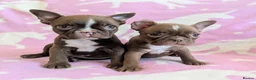 Boston Terrier dogs for sale: KC Registered Boston Terrier pups  - Advert 19