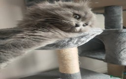 Ragdoll cats for sale: Beautifully half ragdoll kittens  - Image 16