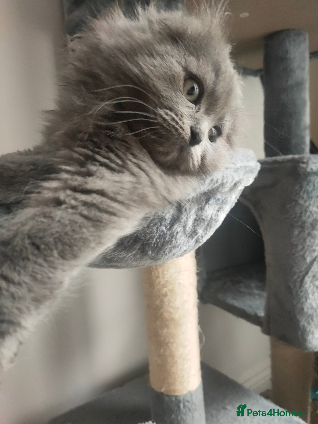 Ragdoll cats for sale: Beautifully half ragdoll kittens  - Image 16