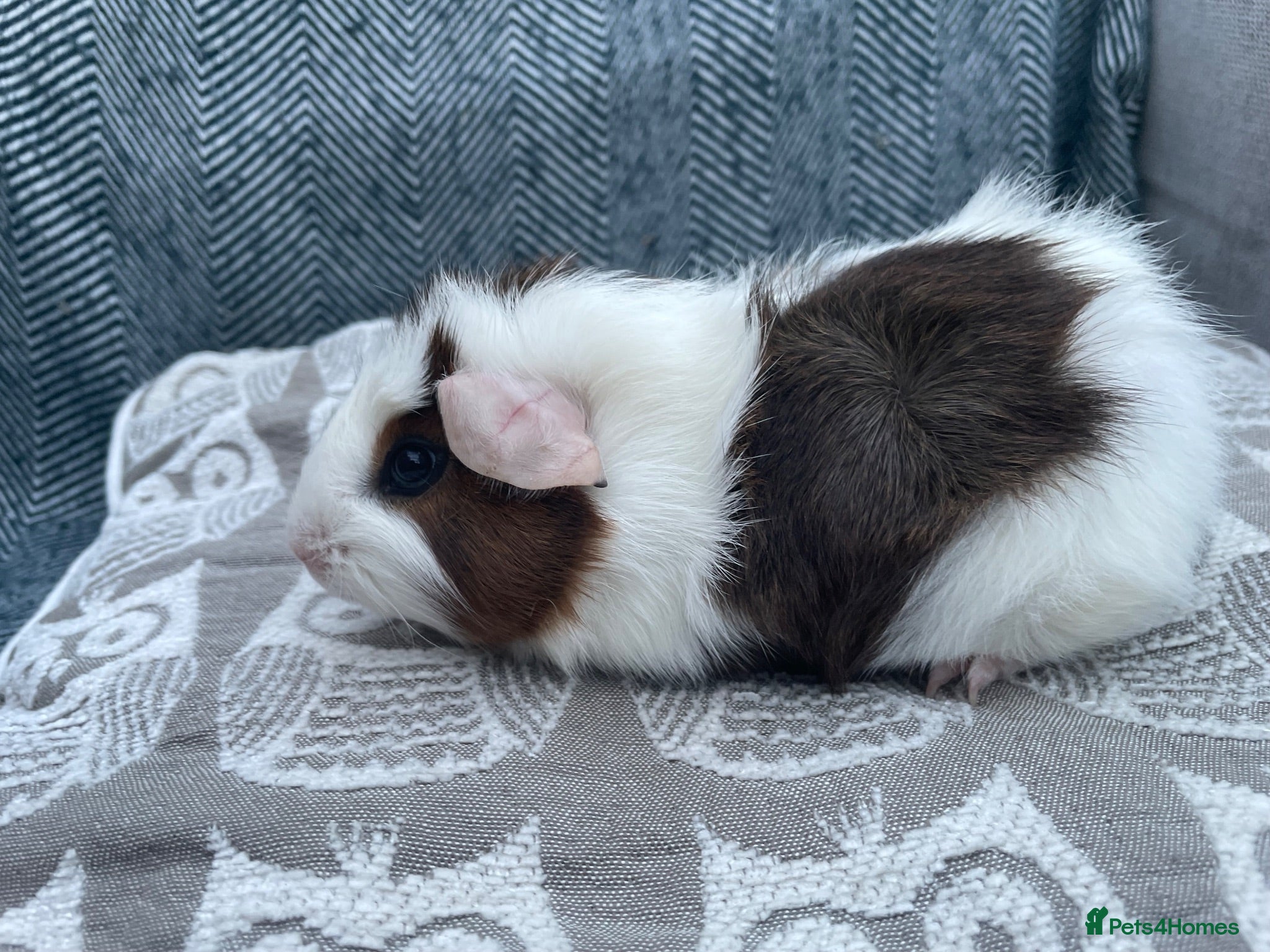 Guinea Pig rodents Mixed breed, Female (Sisters) Guinea Pigs - Advert 1