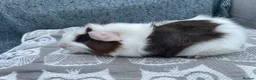 Guinea Pig rodents for sale: Mixed breed, Female (Sisters) Guinea Pigs - Advert 1