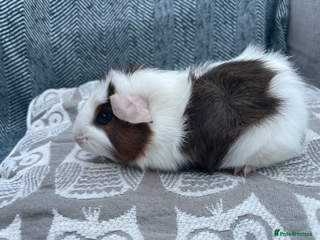 Guinea Pig rodents for sale: Mixed breed, Female (Sisters) Guinea Pigs - Advert 1