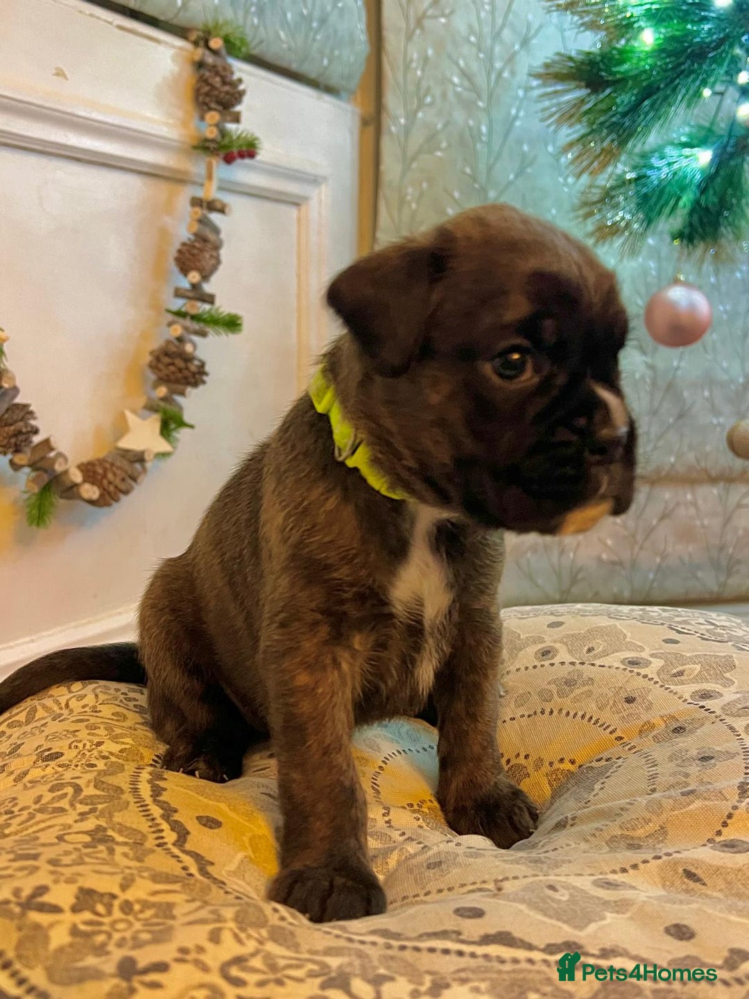 Boxer dogs for sale: Beautiful Pedigree Girls - Advert 14