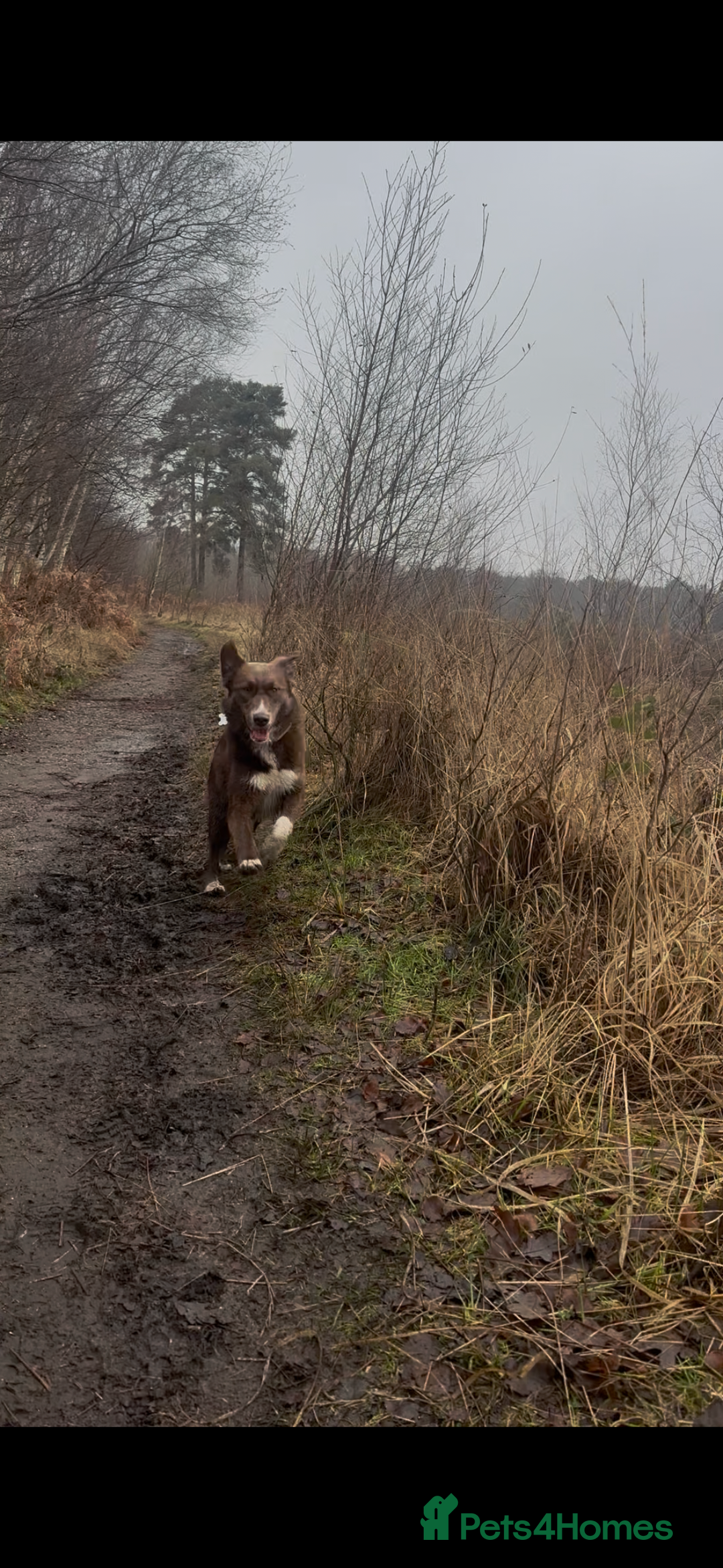 Mixed Breed dogs for sale: Sophie the Australian Shepherd Looking for Home - Advert 3