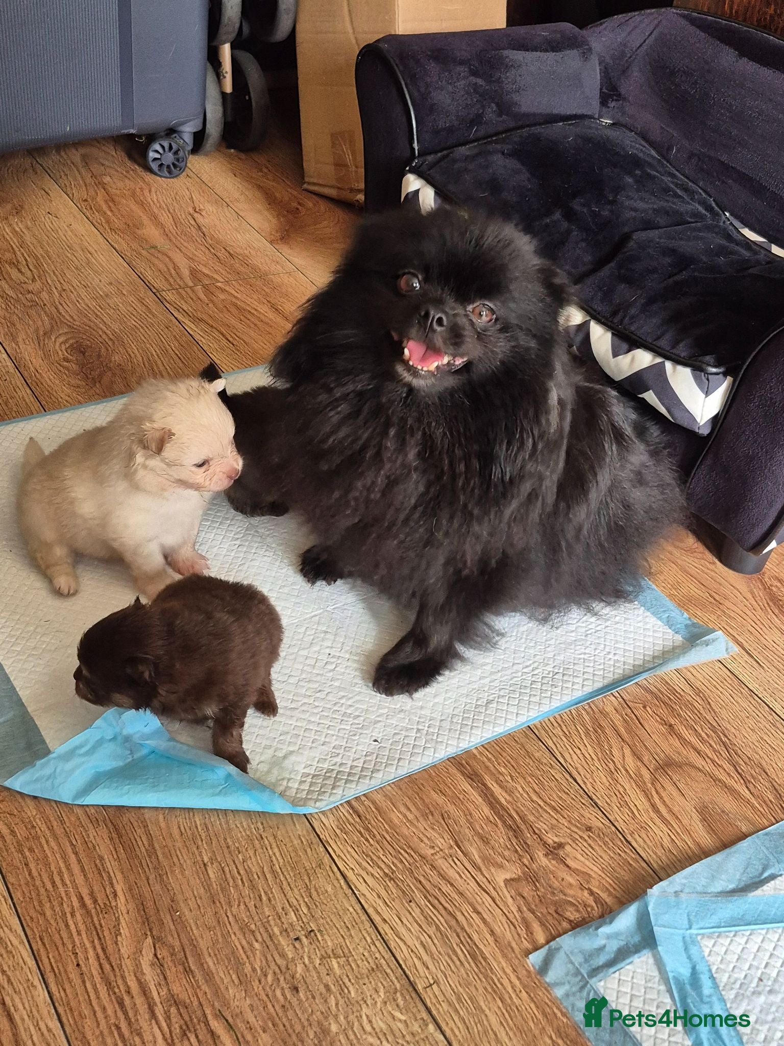 Pomeranian dogs Pomeranian Puppies For Sale  - Advert 5