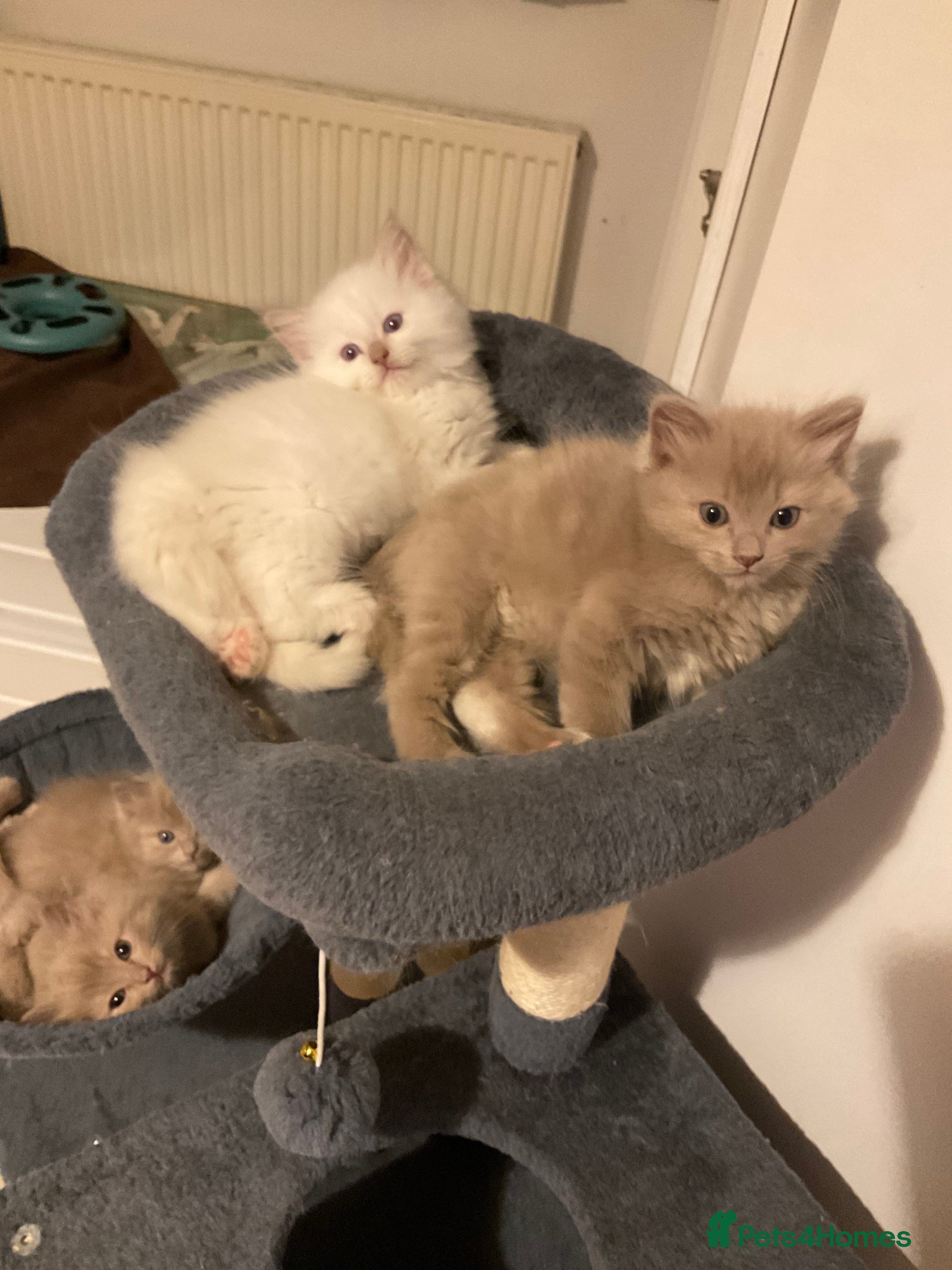 Ragdoll cats RARE PURE BRED FAWN RAGDOLL BABIES - Advert 8