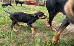 Rottweiler dogs for sale: Healthy Rottweiler puppies ready now  - Image 25