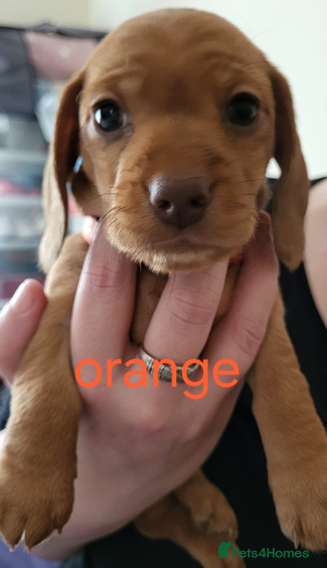 Dachshund dogs for sale: Smooth Haired Dachshund puppies - Advert 26