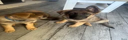 German Shepherd dogs for sale: 9 German shepherd puppies - Advert 7