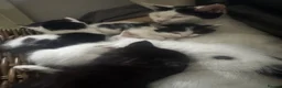 Mixed Breed cats for sale: 3 kittens for sale  - Advert 2