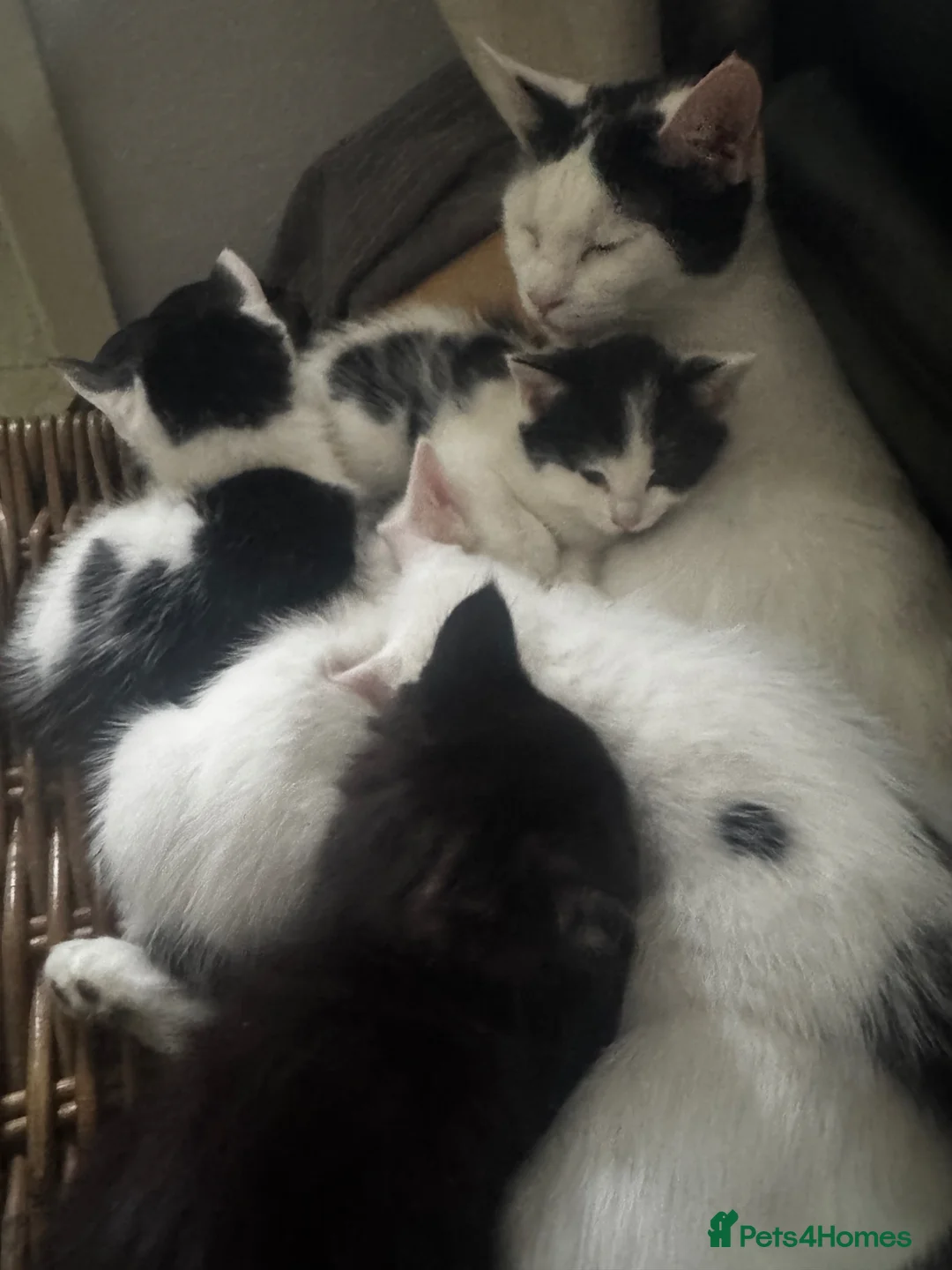 Mixed Breed cats for sale: 3 kittens for sale  - Advert 2