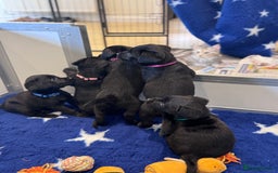 Labrador Retriever dogs for sale: Gorgeous KC Registered Labrador Retriever Puppies - Image 20