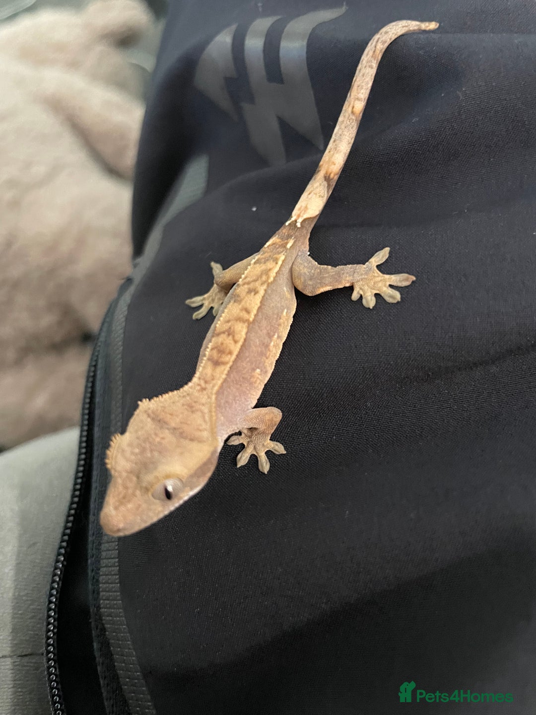 Gecko reptiles for sale: Crested geckos adults and baby’s  - Image 13