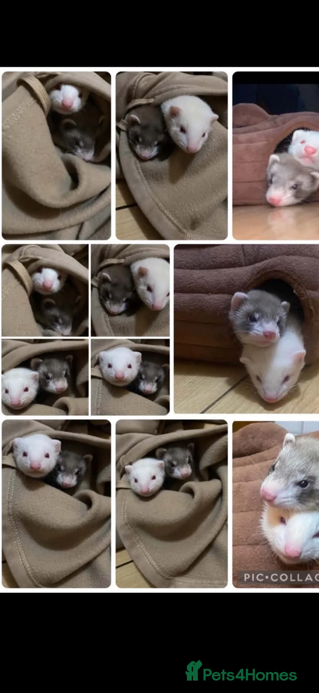 Ferret rodents for sale: Friendly brown ferret  - Advert 2