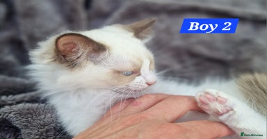Ragdoll cats - Advert 1