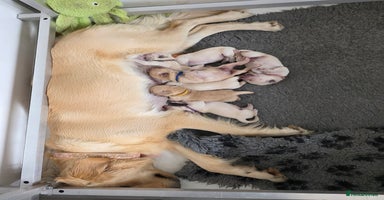 Golden Retriever dogs - Advert 11