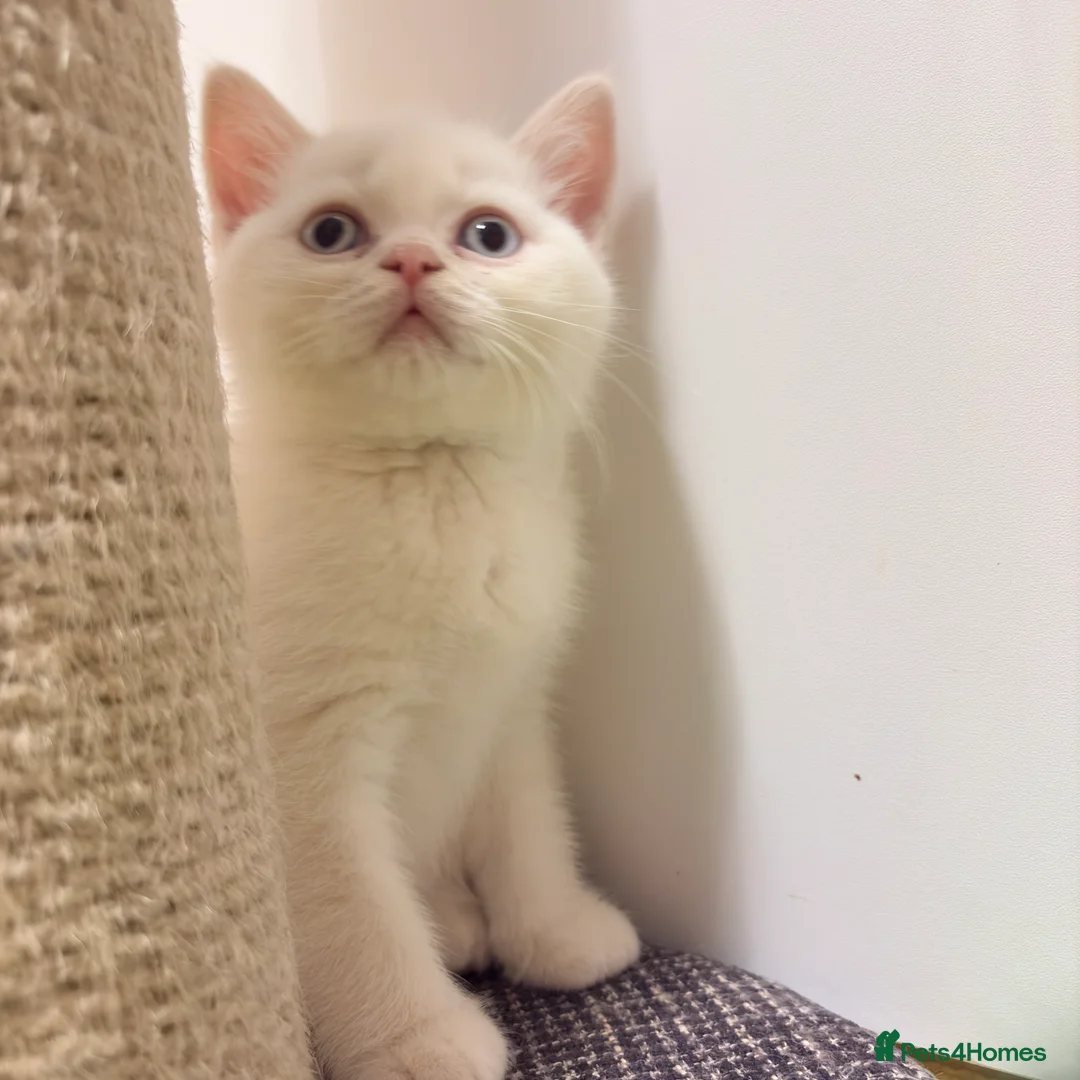 British Shorthair cats for sale: Stunning BSH Colourpoint Kitten GCCF Registered - Advert 11