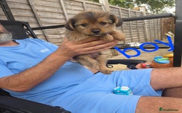Shorkie dogs for sale: Shorkie puppys - Image 5