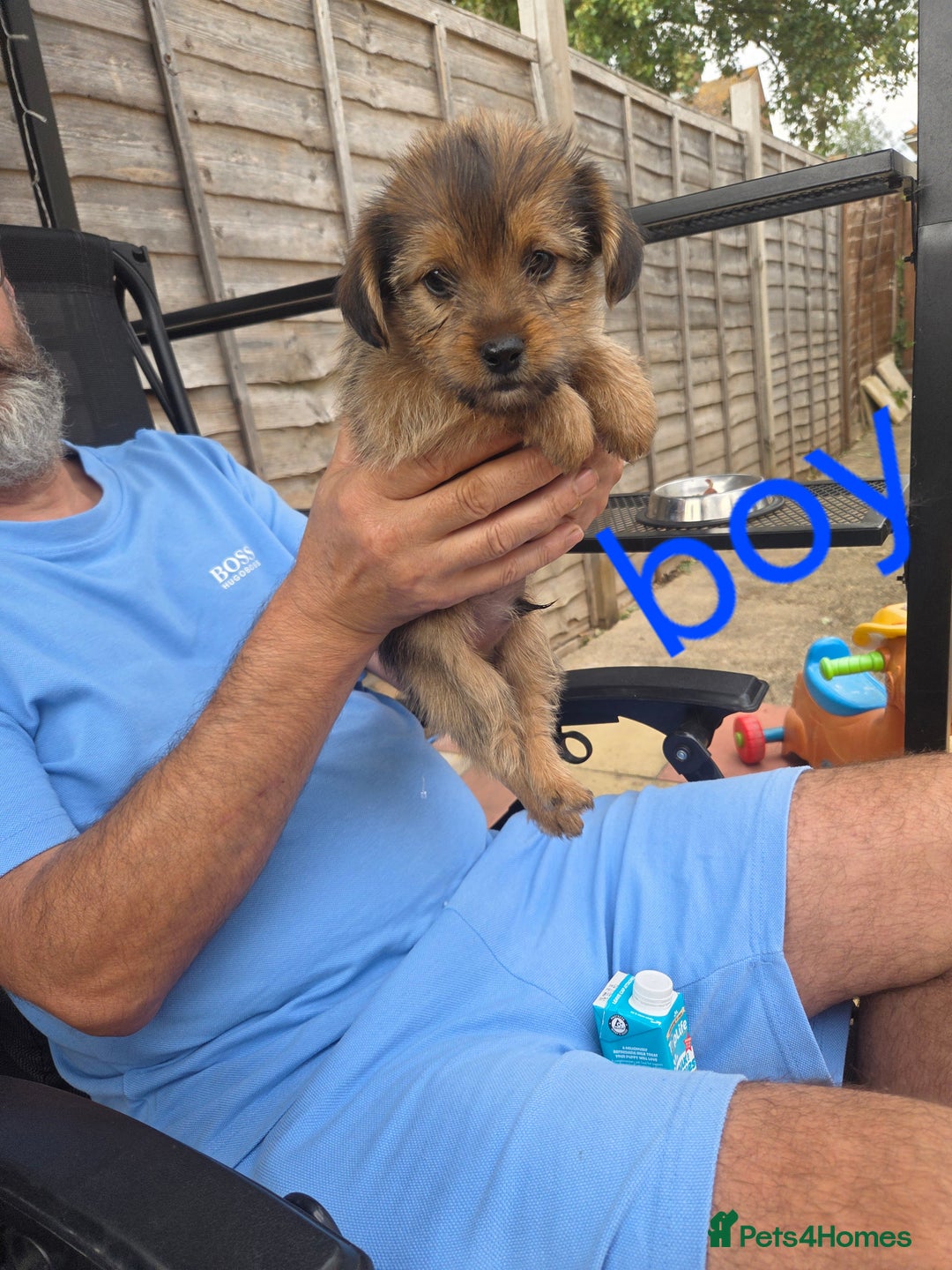 Shorkie dogs for sale: Shorkie puppys - Image 5