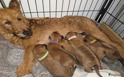 Irish Terrier dogs for sale: Beautiful Champion Lines KC Irish Terrier Puppies - Image 1