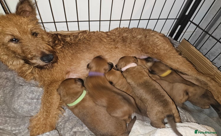 Irish Terrier dogs - Advert 1