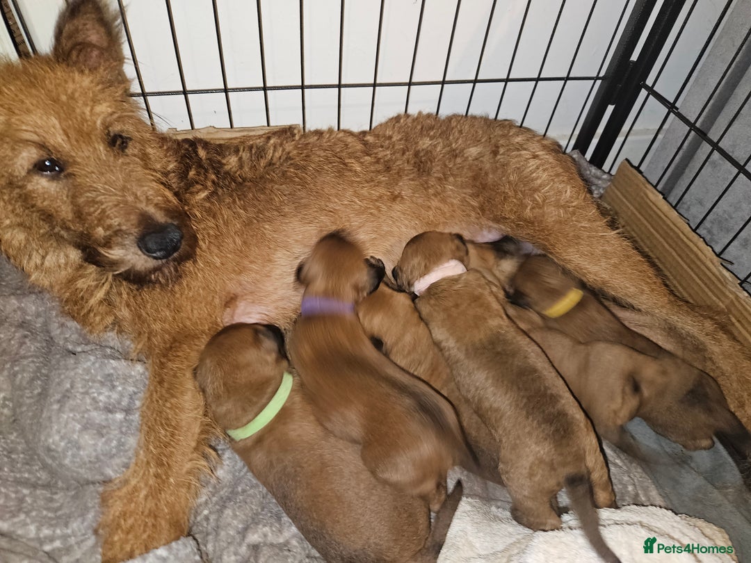 Irish Terrier dogs for sale: Beautiful Champion Lines KC Irish Terrier Puppies - Image 1