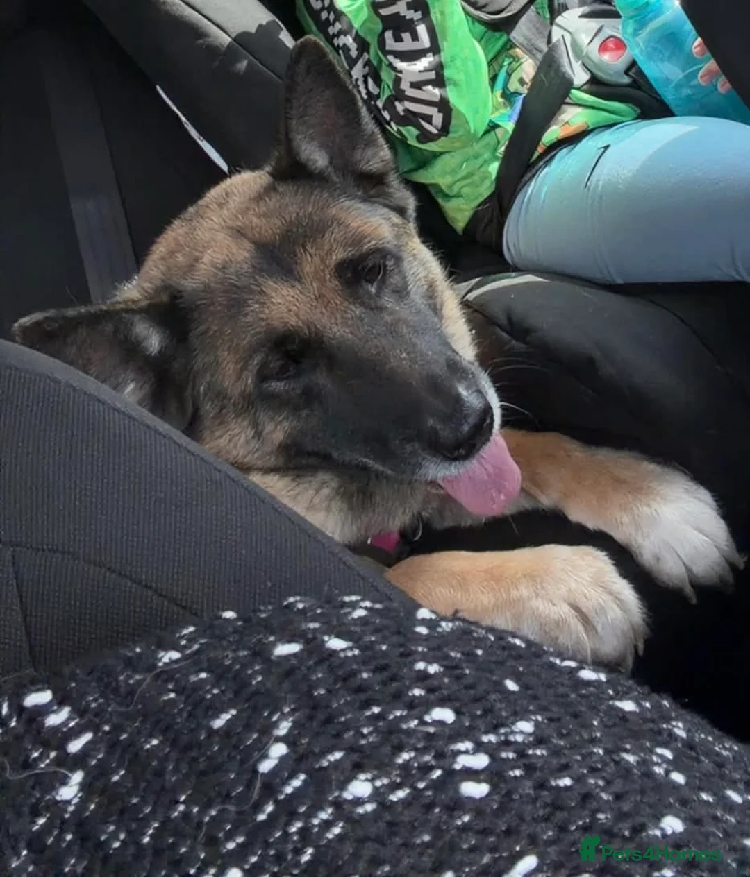 Mixed Breed dogs for sale: Anxious Girl needs rehoming in Market Rasen - Advert 2