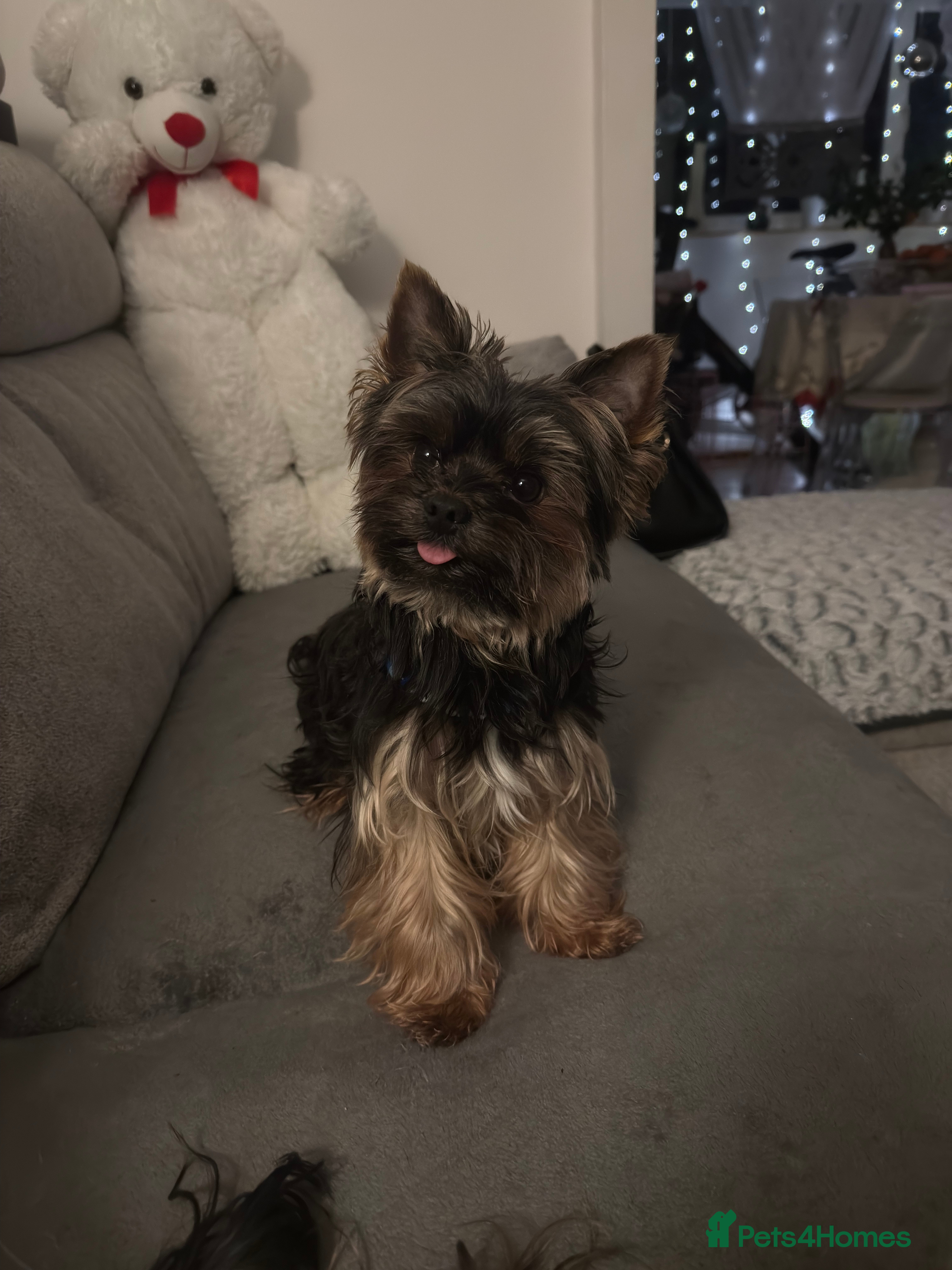 Yorkshire Terrier dogs Yorkshire Terrier for study in Rugby - Advert 1