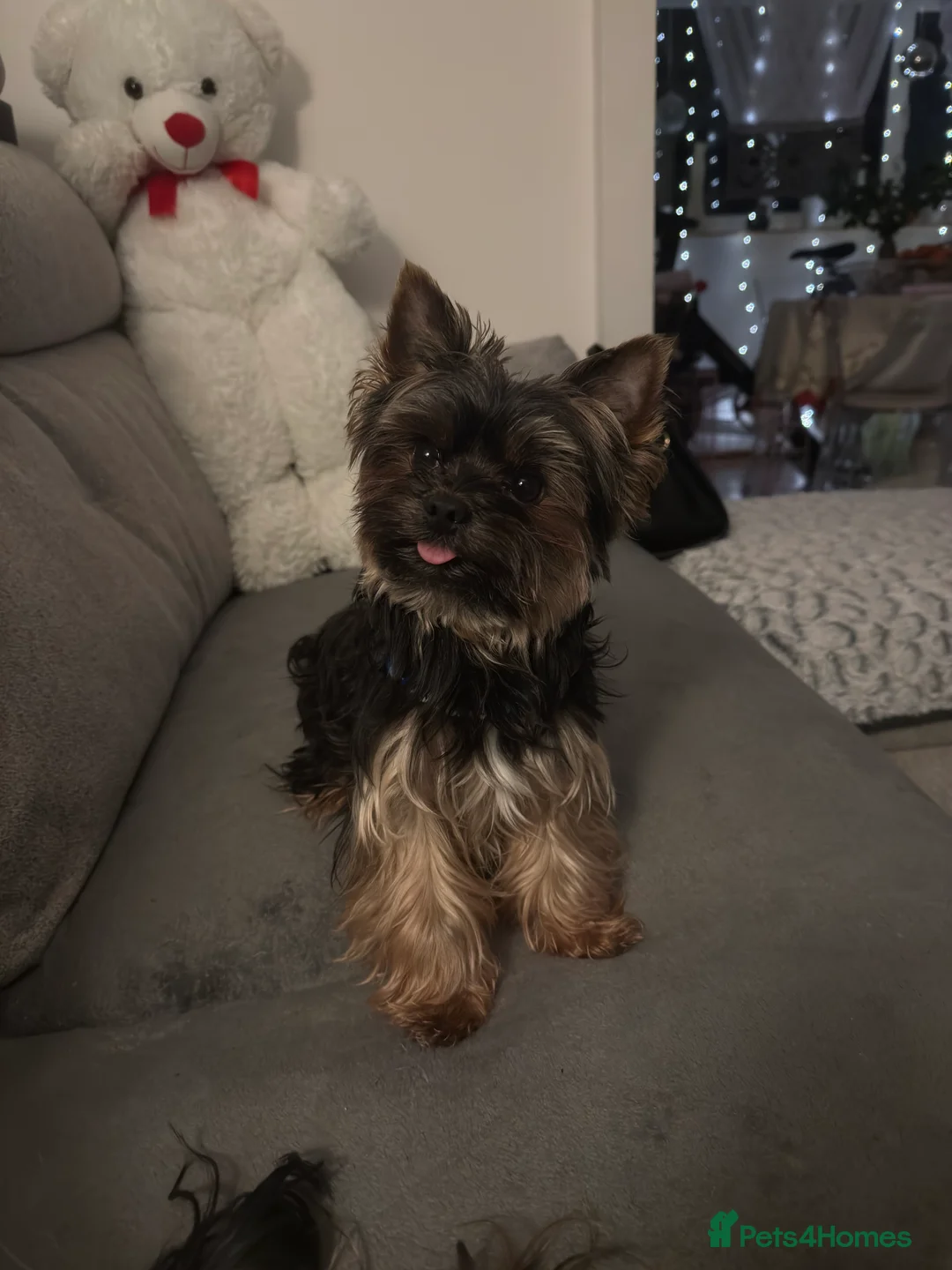 Yorkshire Terrier dogs for stud: Yorkshire Terrier for study in Rugby - Advert 1